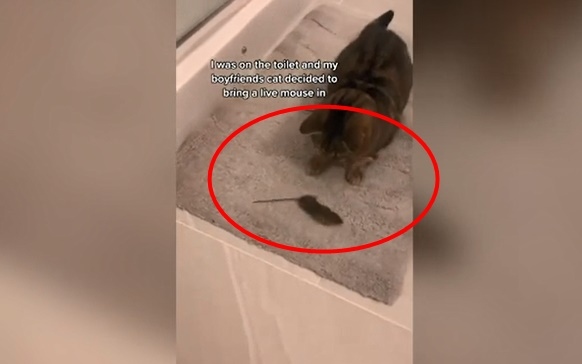 Chú mèo tha chuột về nhà trong sự ngỡ ngàng của cô chủ